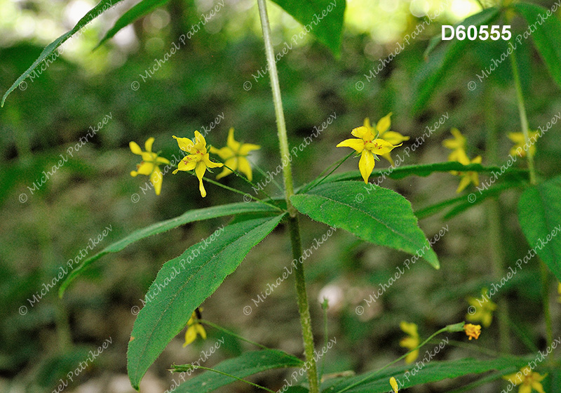 Whorled Loosestrife (Lysimachia quadrifolia)